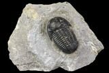 Detailed Gerastos Trilobite Fossil - Morocco #141675-1